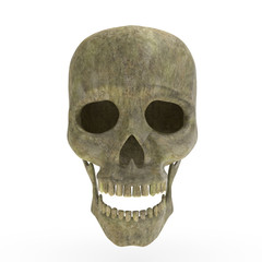 Obraz premium Old human skull