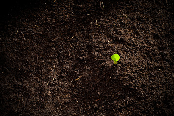 Brote de maiz en tierra