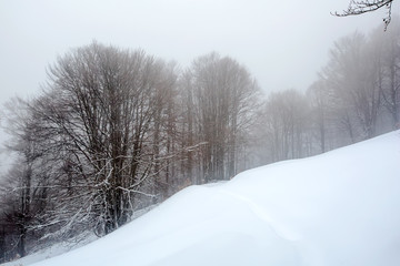 Mystical winter forest covered with snow on cloudy day