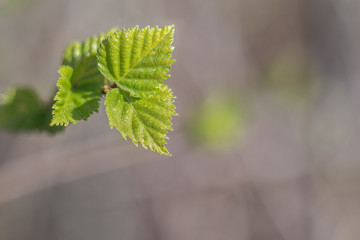 Green leaves