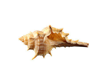 The spiked  conch of gastropoda mollusk shellfish  isolated by pen.
