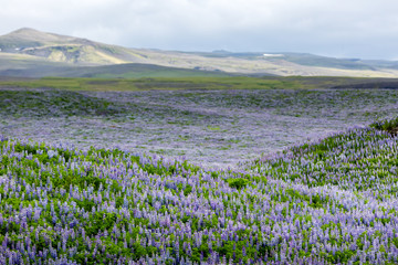 Obraz premium View at Icelandic plains during summertime