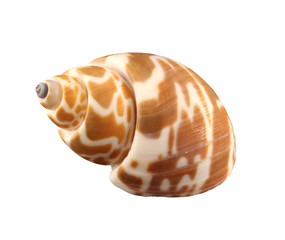 Spotted conch of gastropoda mollusk shellfish  isolated by pen.
