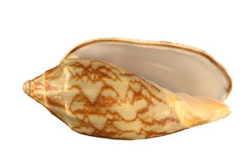 The  striped  conch of gastropoda mollusc  shellfish  isolated by pen.