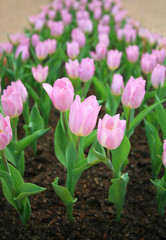 Pink  tulips