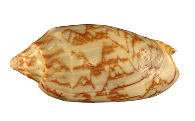 The striped conch of gastropoda mollusk cockleshell  isolated by pen.