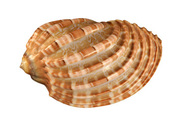 The textured conch of gastropoda mollusk cockle isolated by pen.