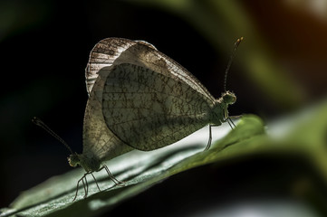 Close up Butterflies mating in nature,Butterfly double,Thailand butterfly ( Psyche ) dark tone