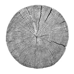 Cross section of tree trunk showing growth rings on white background. wood