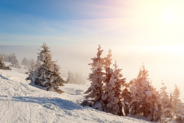 Obraz premium Fantastic landscape glowing by sunlight. Natural park. Carpathian, Ukraine, Europe. Beauty world. Happy New Year!!
