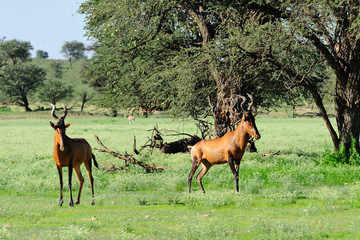 Two red hartbeest standing vigilant