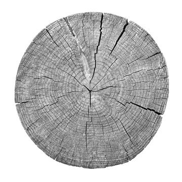 Cross Section Of Tree Trunk Showing Growth Rings On White Background. Wood