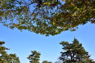 青空と剪定された木