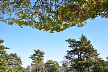 青空と剪定された木