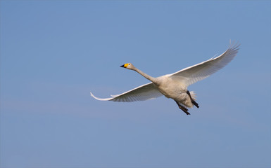 Whooper swan in flight