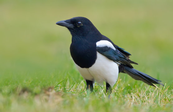 Eurasian magpie standing in the grass