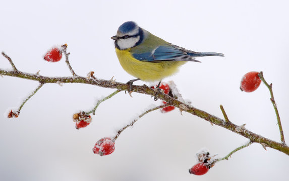Eurasian blue tit posing on a briar