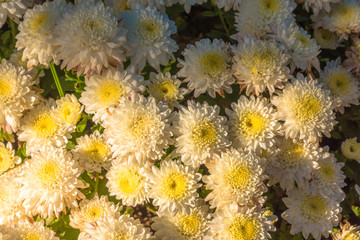 White chrysanthemum flowers wallpaper background in warm light tone and vintage.