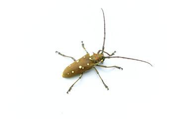 Long-horned Beetle (Dorysthenes walkeri Waterhouse) and wings with yellow polka dots on white background