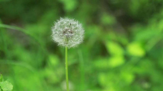 Dandelion flower seeds on wind 1080p FullHD footage - Dandelion field on sunny spring day in 1920x1080 resolution 