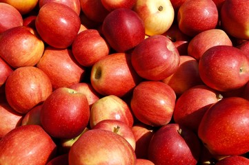 Fototapeta na wymiar Pile of Red Apples