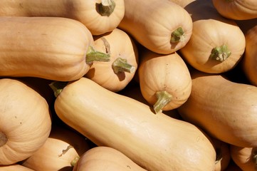 Pile of Butternut Squash - Close Up
