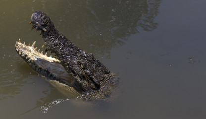 Crocodile in Vietnam