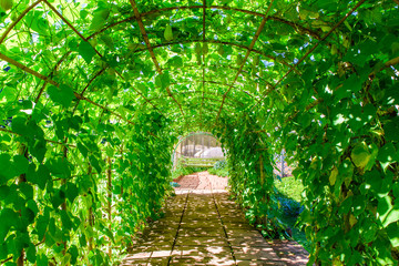Green tunnel in fresh spring foliage. Way to nature. Natural background from beautiful garden, vintage style