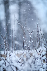 ветки с лесу зимой 