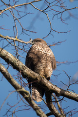 Common Buzzard, Buteo buteo