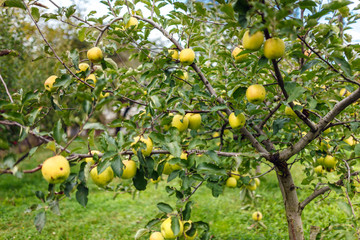 Golden apples in the orchard