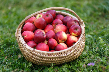Apples in the basket outdoor