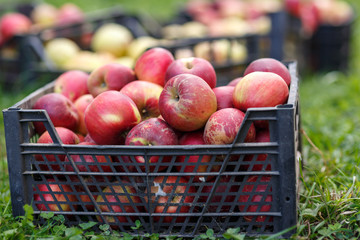 Red apples in a box