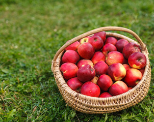 Apples in the basket outdoor