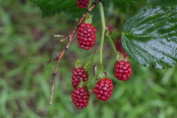 unripened blackberries