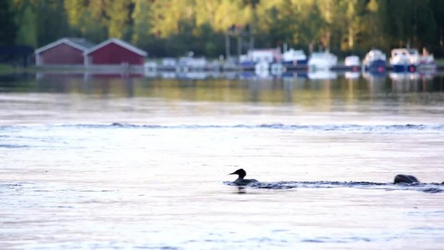 Goosander waterfowls diving at a river in Finland, boat docks in the background