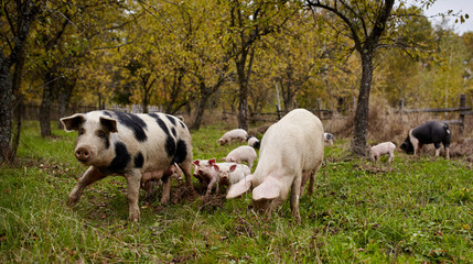 Sows with piglets outdoor
