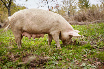 Closeup of a sow outdoor