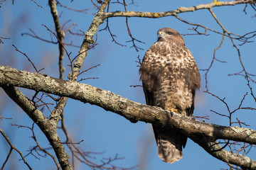Common Buzzard, Buteo buteo