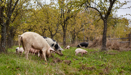 Obraz na płótnie Canvas Sows with piglets outdoor