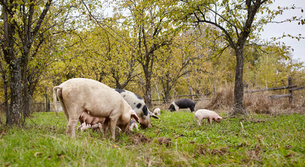 Fototapeta premium Sows with piglets outdoor