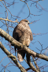 Common Buzzard, Buteo buteo