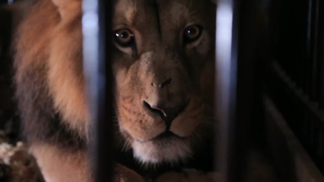 Beautiful lion behind bars