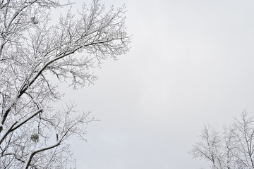 Fototapeta na wymiar Branches of winter tree with snow frame, copy space on gray sky background