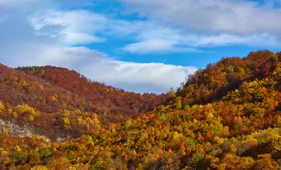 Obraz premium Colorful forest