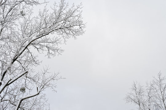 Free: Snowy winter background, gray sky
