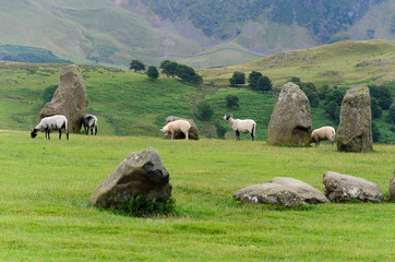 Sheep shaun in Castlerigg Stone Circle, England