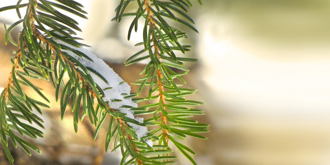 Pine branch with snow