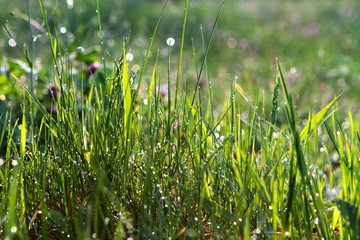 Raindrops on the grass in the forest