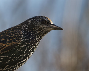 garden bird starling 002